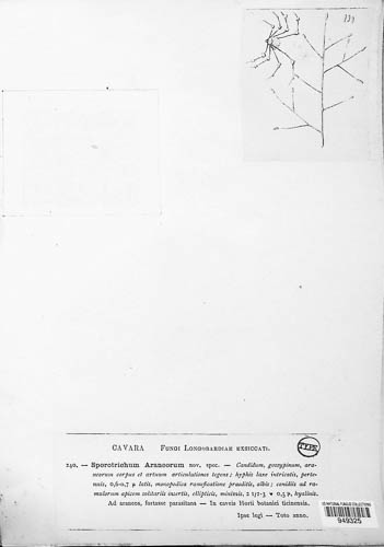 Lecanicillium tenuipes image
